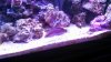 xmas wrasse02.jpg