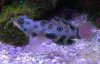 goby.jpg