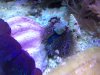 urchin.jpg