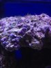 purple tubes.jpg