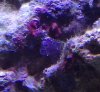 purple tubes closeup.jpg