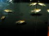 4 Spot livebearer.jpg