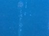 spots1.jpg