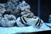 bannerfish.jpg