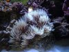 anemone.jpg