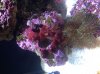 algea.jpg