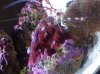 algea 3.jpg