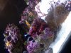algea 4.jpg