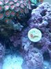 Zoa1head.jpg