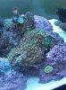 Zoa2.jpg