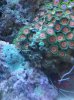 Zoa3.jpg
