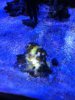 zoaphoto2.JPG