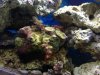 CORAL1.jpg