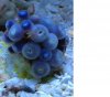 3reef Zoa Problem - Possible Nudis.jpg