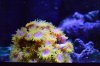 DSC_1042_zpsc9b49bee.jpg