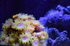 DSC_1044_zps1b397ec2.jpg