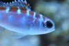 Chalk bass.jpg