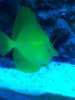 Yellow Tang.jpg