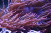 DSC_1526.jpg
