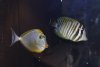 3:18 Fish 1.jpg