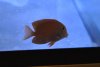 3:18 Fish 2.jpg