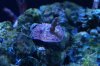 DSC03533.jpg