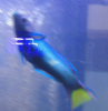 fish1.PNG
