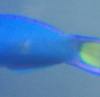 fish2.PNG