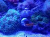 urchin1.jpg