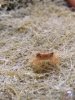 hitchhiker2.jpg