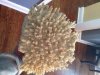 Goniopora Coral.JPG