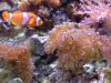 hammer coral hd.jpg