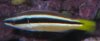 cleaner_wrasse.jpg