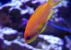 anthias2.jpg