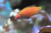 wrassestreak2.jpg