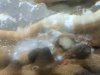 bubbles2.JPG