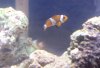 clownfish.jpg