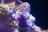 Blue Acro 6_13_14.jpg