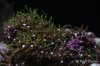 pny_40d1639b650.jpg