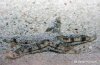 pny_40d3463b650.jpg