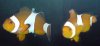 Clownfish lymph.jpg