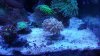 coral.jpeg