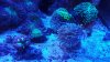 coral1.jpeg