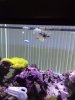 Chromis.jpg