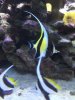 MoorishIdolBannerfish.jpg