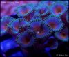 _DSC7439.JPG