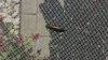 bug.jpeg