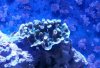 coral_ukn.jpg