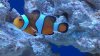 clown11-19.jpg