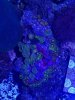 zoas1.jpg